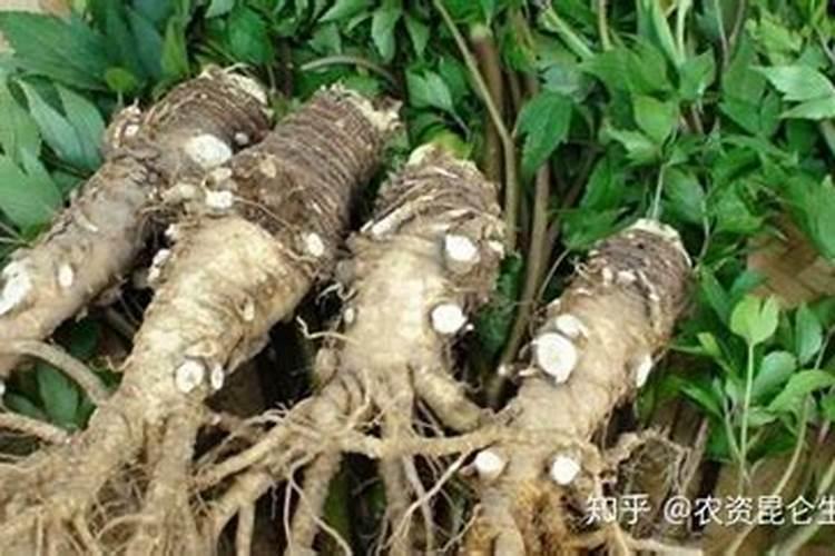 氮肥能直接放花盆施肥吗