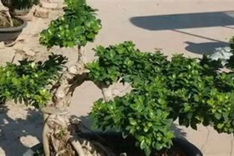 给榕树换土加什么肥料