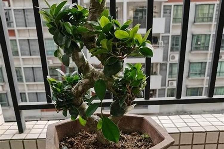 榕树的追肥用什么肥料好