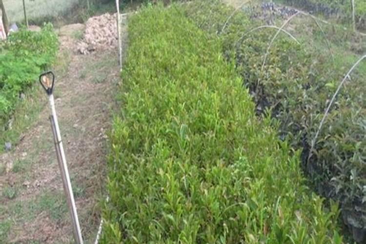 葡萄黑腐病症状及防治方法