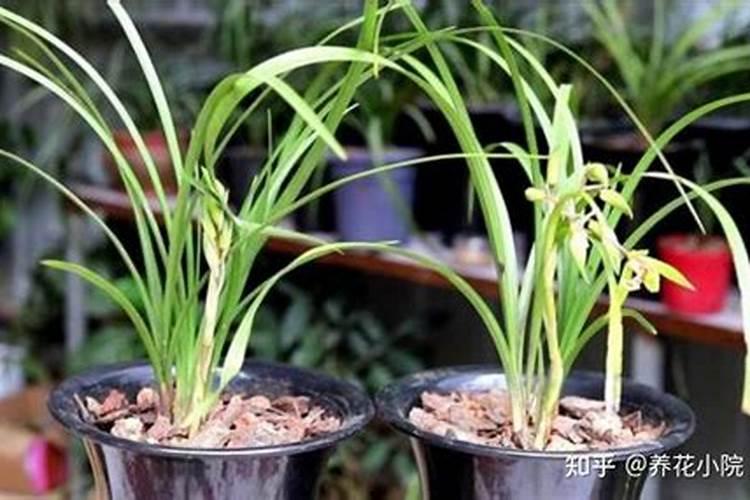 兰花多开花施是什么肥