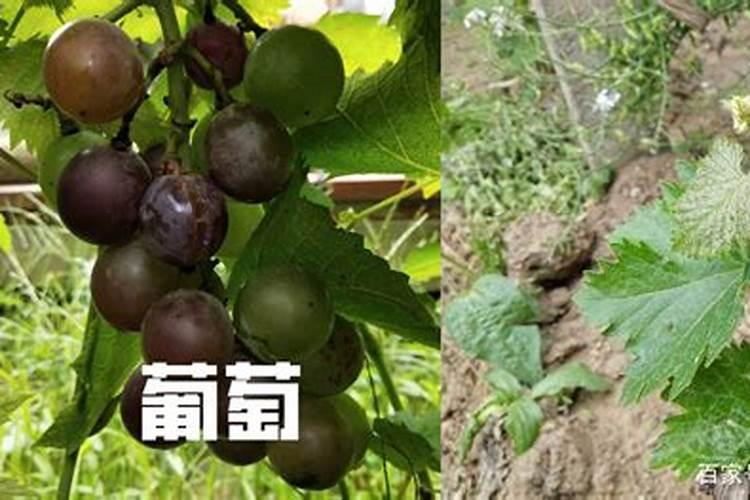 钾肥对草莓的作用