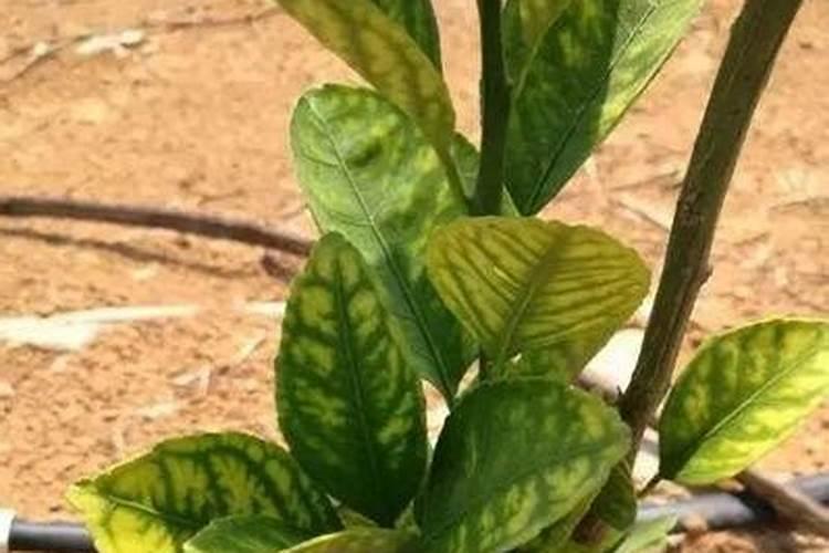 柑橘最忌三种肥料