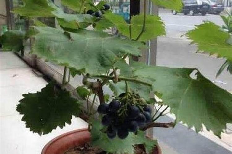 农药废水总磷超高,无法进污水厂,有什么办法降总磷