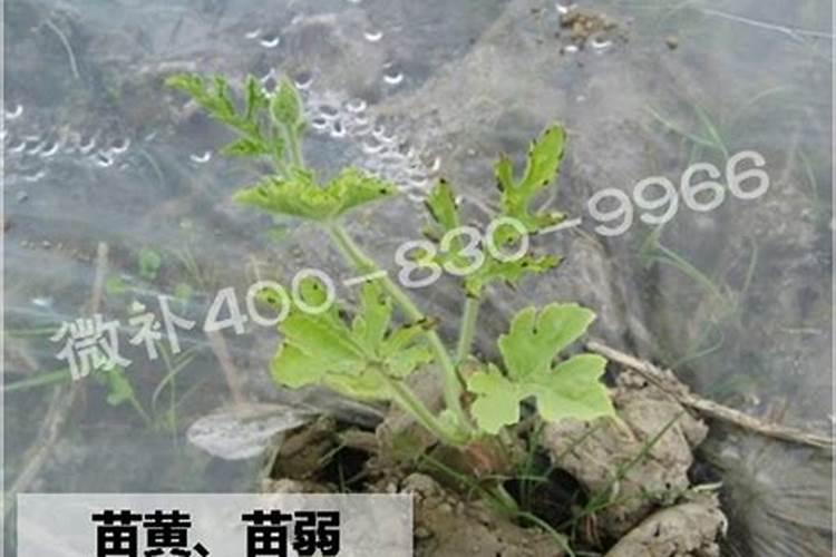 青金桔种植技气候要求