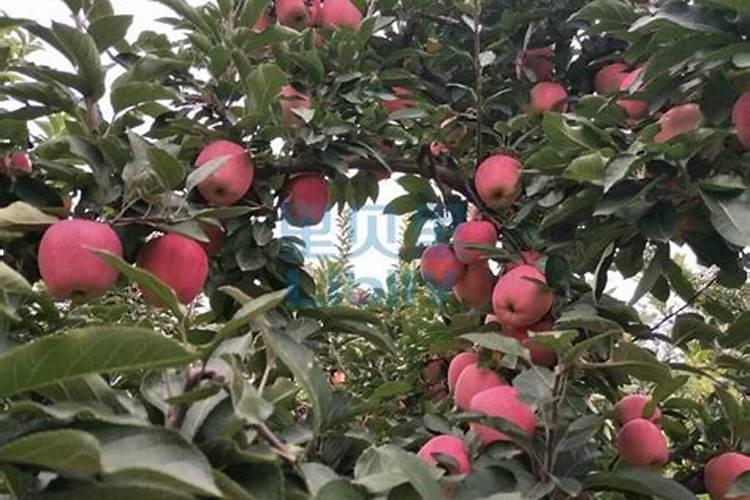 核反应堆冷却剂是什么