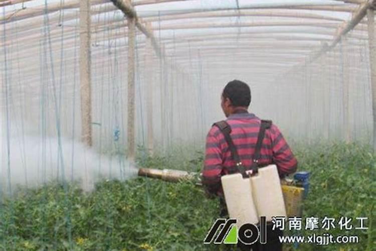 盐碱地草坪需要种什么