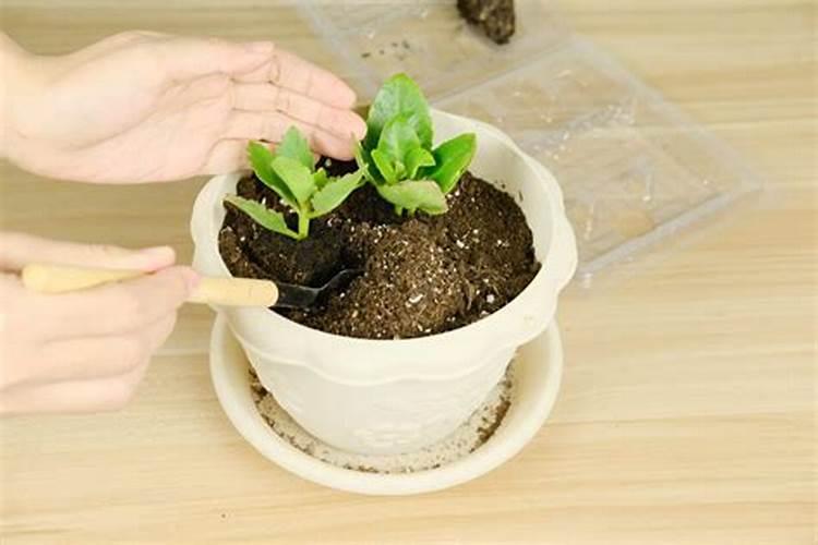 氮磷钾复合肥使用方法
