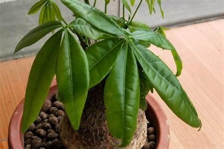 兰花6寸盆40粒好康多多吗