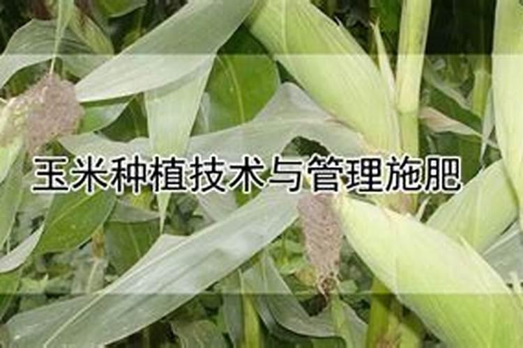 玉米施什么肥好玉米可以施什么肥