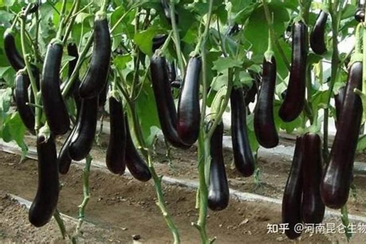 西瓜壮果肥上什么肥好？西瓜什么时候打叶面肥？西瓜膨果增甜用金泰靓