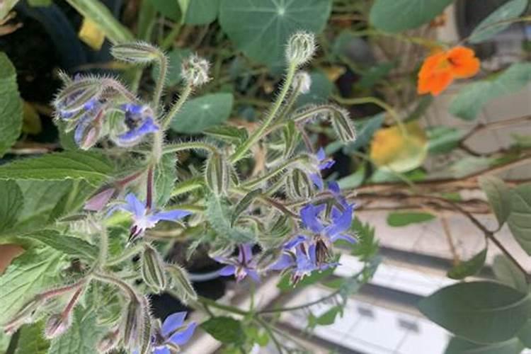 豆角用什么肥料效果好(种植豆角结果期需要什么叶面肥)