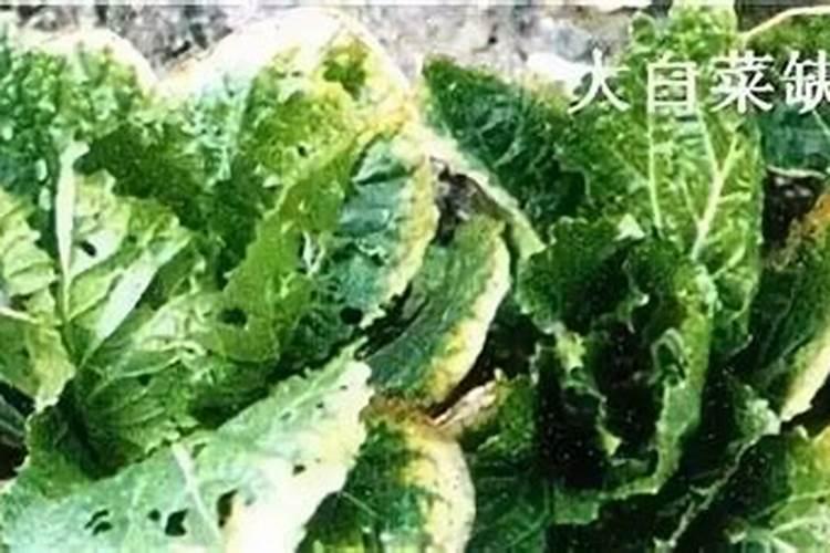 钾肥是什么肥料 植物缺少钾肥会怎么样
