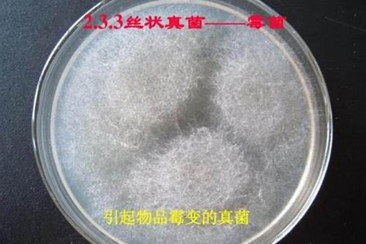 老虎姜的食用方法和功效 老虎姜的食用方法