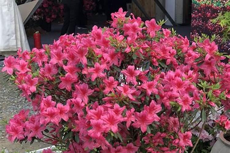 木香花的缺点有哪些 浇水施肥要注意什么