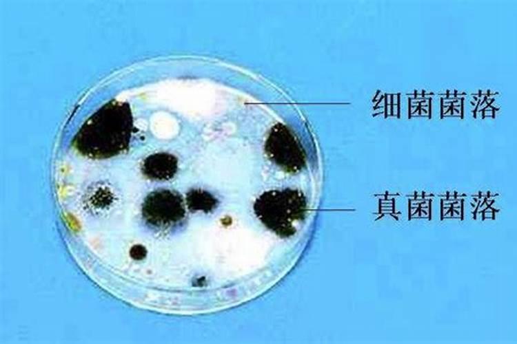 小麦根腐病和茎基腐病非常类似,如何正确区分这两种病害？