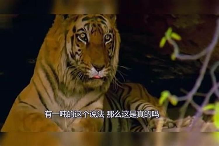 黑老虎怎么种植怎么管理 怎么种植黑老虎