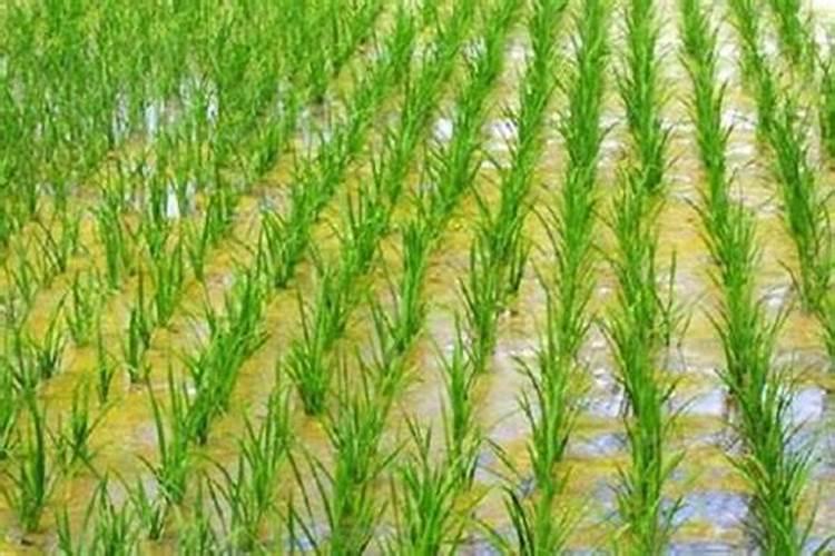 水稻叶面肥,水稻叶面肥什么时候用 叶面肥用法用量