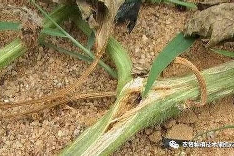 多肉夏天可以施肥吗 用什么肥料比较好