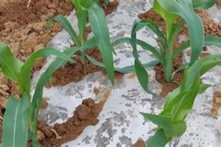 种植西瓜用什么肥料最佳？不同生长阶段,巧施肥料