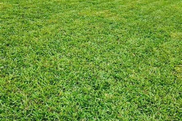 草坪正确施肥方法 追肥应该怎么追
