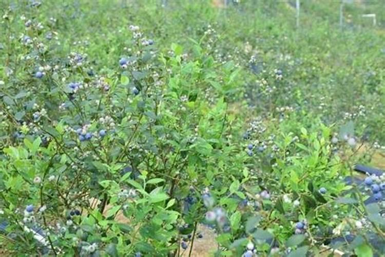 芹菜烂心是怎么回事
