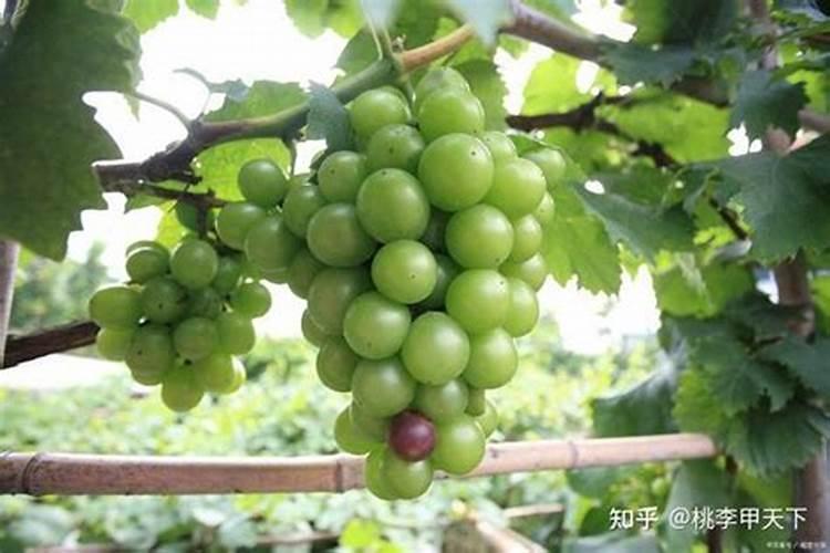 葡萄种植不同时期如何追肥 施肥注意事项