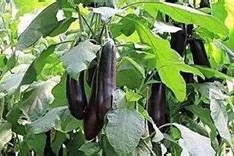 种茄子用什么肥料比较好？