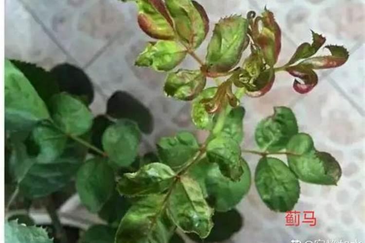 种孜然用什么肥作底肥？