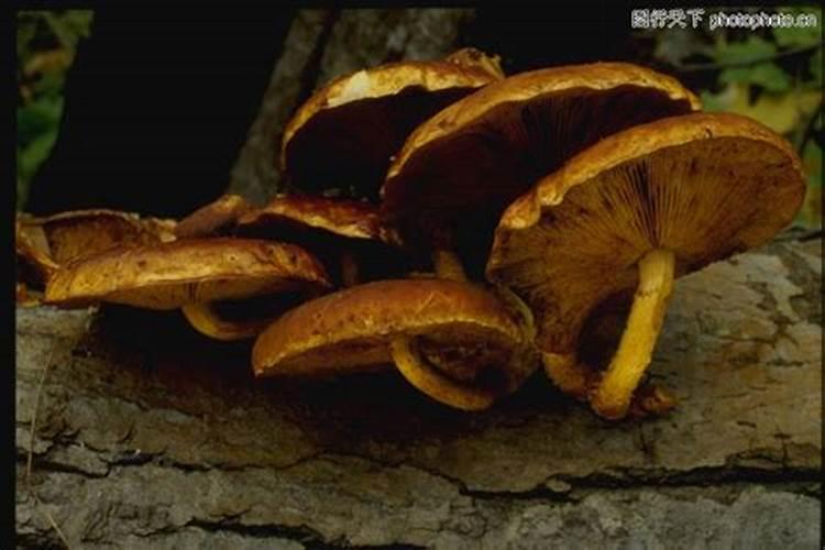 酵母和防腐剂一起会导致那些问题