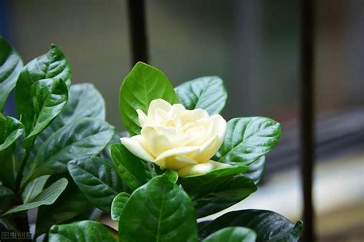 [适合种植芡实栽培正确方法] 芡实种植