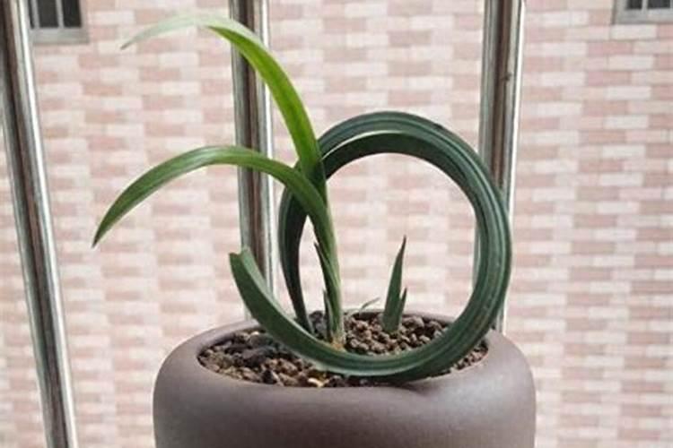 兰草花施什么肥料
