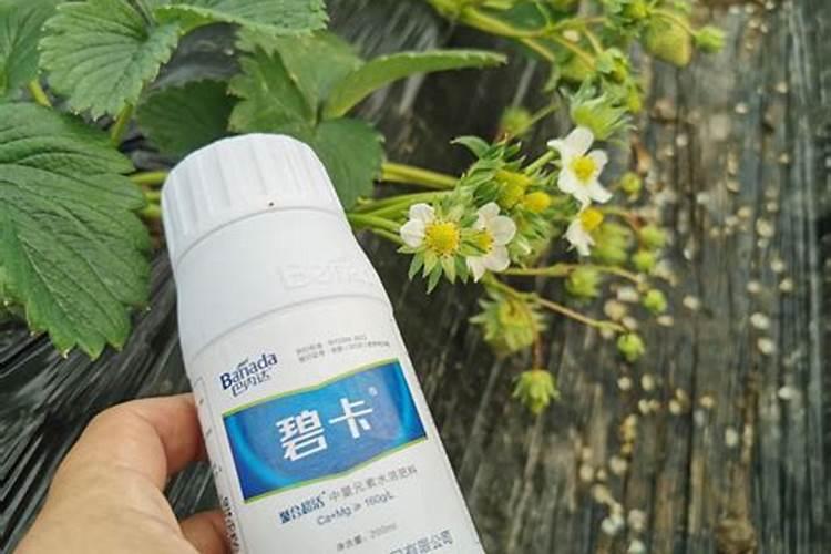 石斑鱼需要去鳞吗