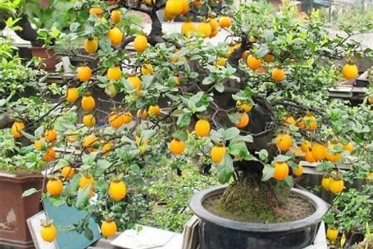 赤霉素、芸苔素、多效唑用法大汇总!