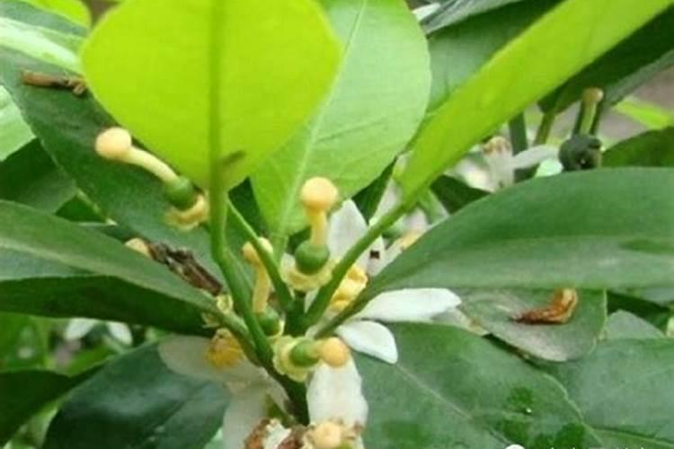 植物缺镁会怎样