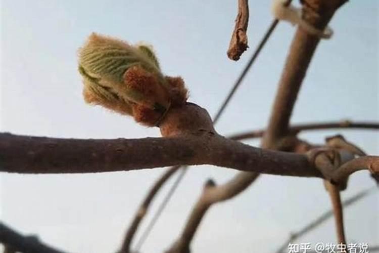 中国最好的果树叶面肥有哪些？