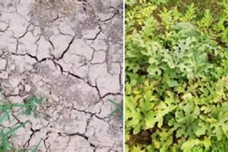化肥含量多少算标准 化肥含量不够是属于假肥吗