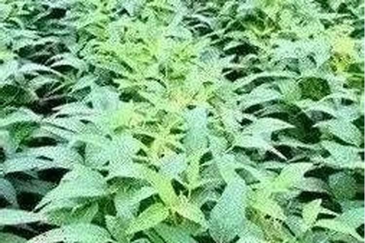 梨树整形修剪时有哪些注意事项？