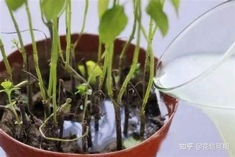 茉莉花怎样施肥？
