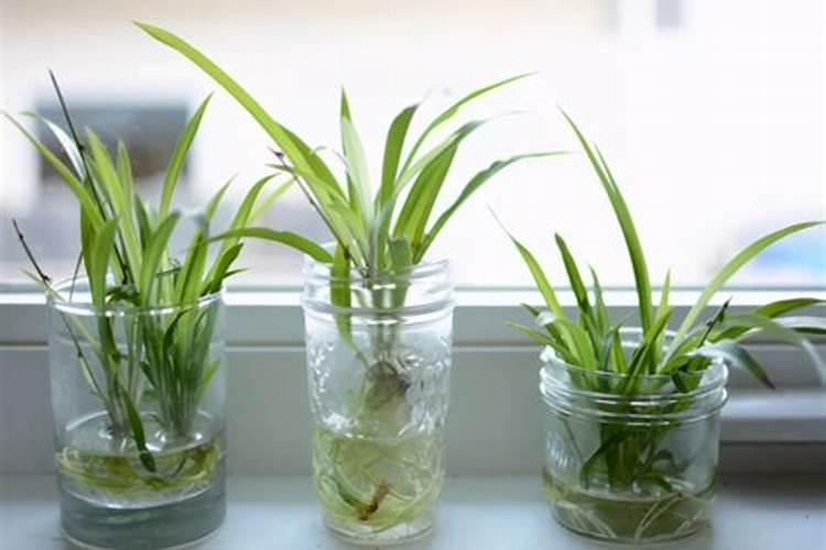 水培植物用什么肥料最有效果