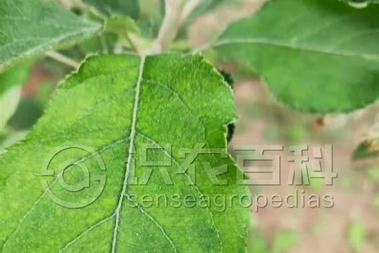 玉米地打完除草剂几天能施肥？
