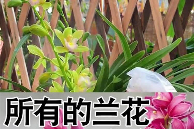 开花植物施什么肥 开花植物施哪些肥