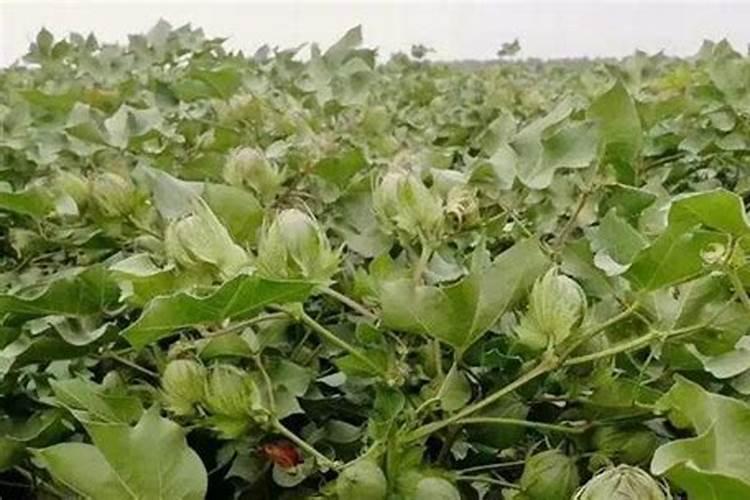棉花施什么肥最好