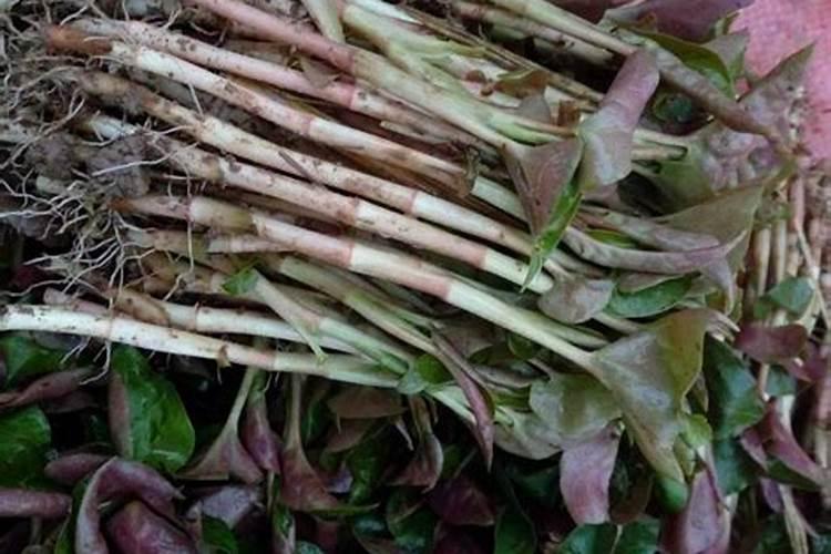 鱼腥草嫩叶种植技术,怎么才能让叶片红,杆子粗壮？