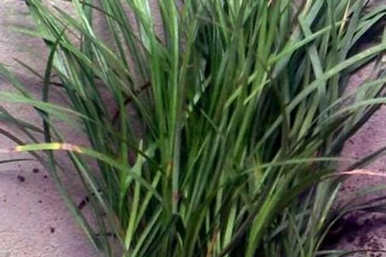 麦冬草属于灌木还是草坪