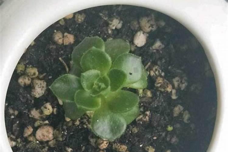 洋芋种植用什么做底肥 洋芋种植高产技术云南