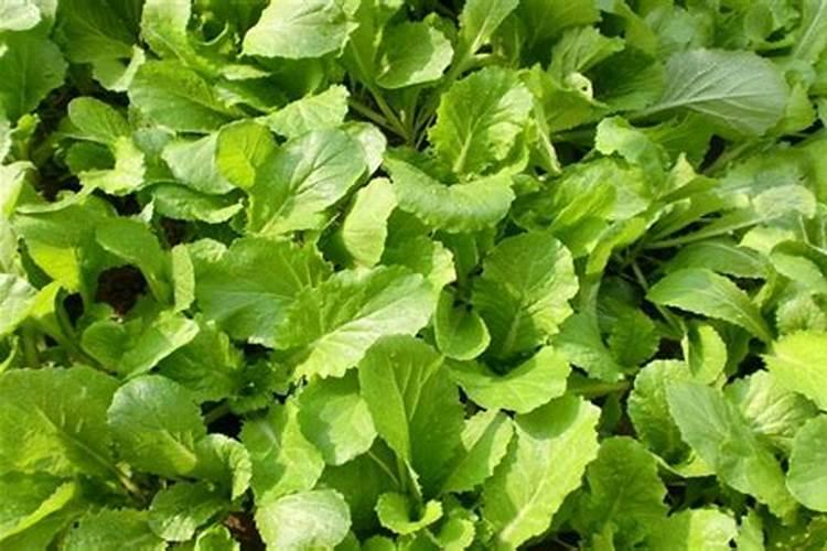 栀子花应该使用什么肥料？