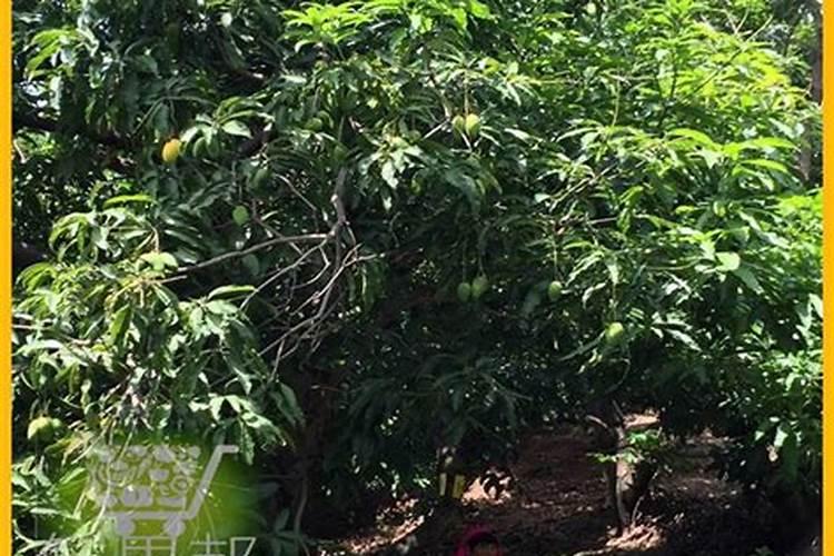 玉米攻苞肥施什么肥料好 什么时候使用好