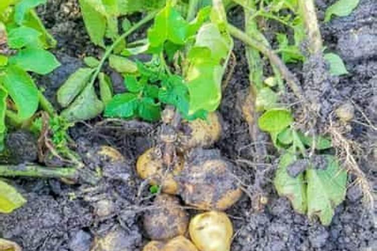 昭通洋芋施肥方法及时间 昭通洋芋施肥方法和时间