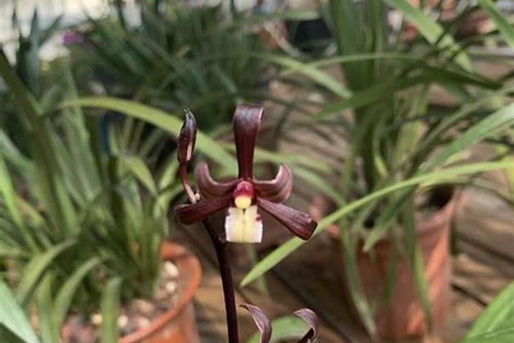 兰花施肥最佳时间 什么季节施肥最好